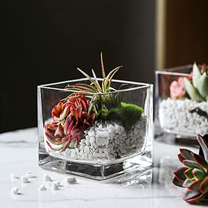Vijyas Glass Square Cube 4x4 Glass Vase for Home Decor (Pack of 1)